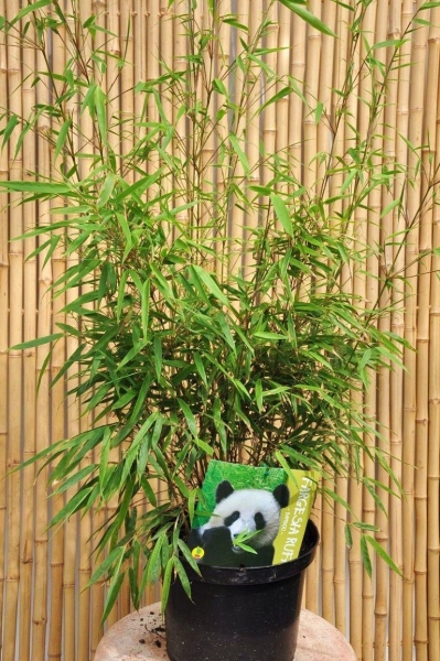 Bambus (Heckenbambus Rufa) ‘Fargesia Rufa’