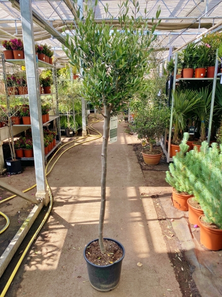 Olivenbaum (Cipressino ) bis -16°C frostverträglich