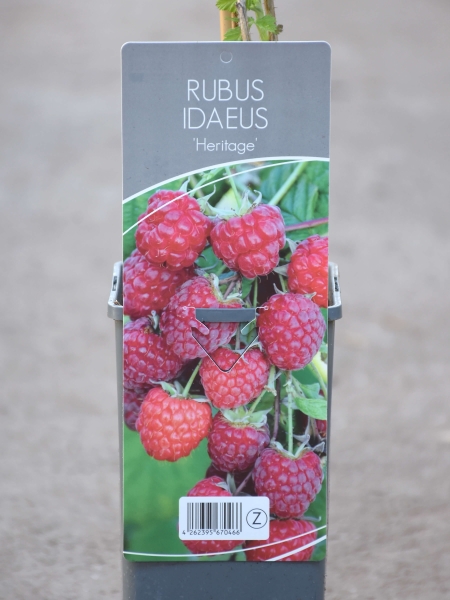Rubus idaeus 'Heritage' Bio 100cm