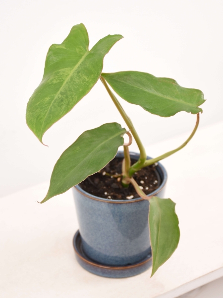 Mini Philodendron Paraiso Verde