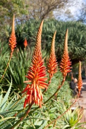 Aloe (Tintenfischaloe)