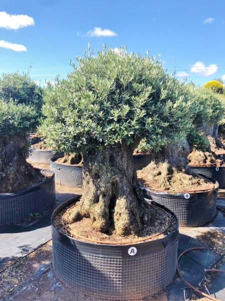 Olivenbaum (Hojiblanca) frosthart