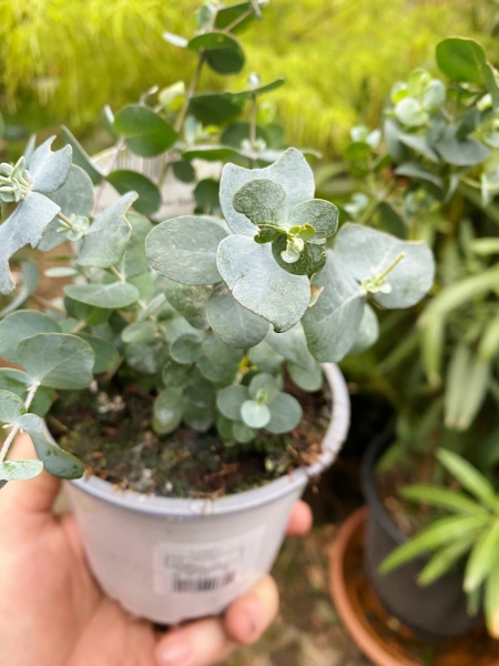 Eucalyptus (Blaugummibaum) Silver Dollar
