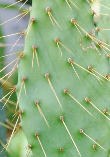 Kaktus (Kuhzunge)