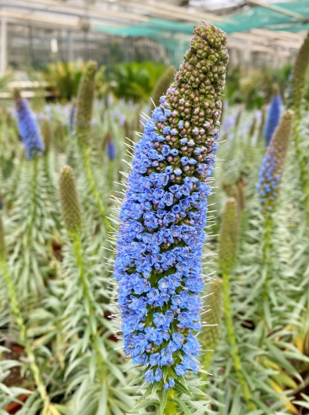 10 Samen Stolz von Madeira Blauer Natternkopf Samen Echium Blue Pride of Madeira Madeira-Natternkopf Echium candicans 