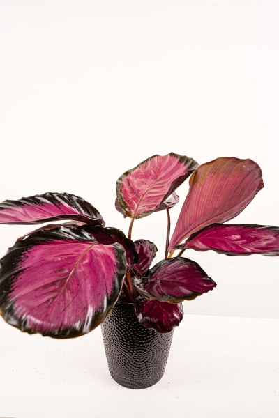 Calathea roseoptica &#039;Rosy&#039;