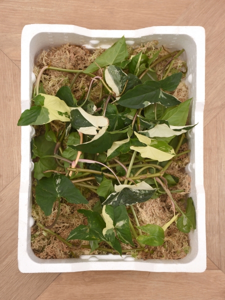 Stecklinge Syngonium albo variegata (15 Stück)
