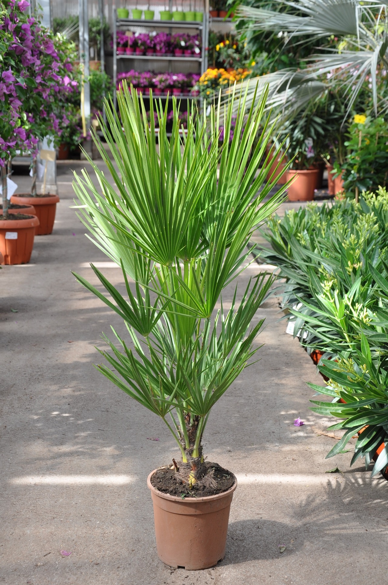 Chamaerops humilis Palme Pflanze Zwergpalme Palmen einjährig winterhart 15-30cm 