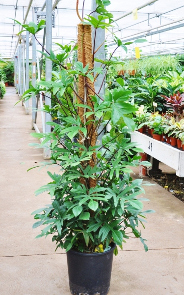 Philodendron Pedatum am Moosstock