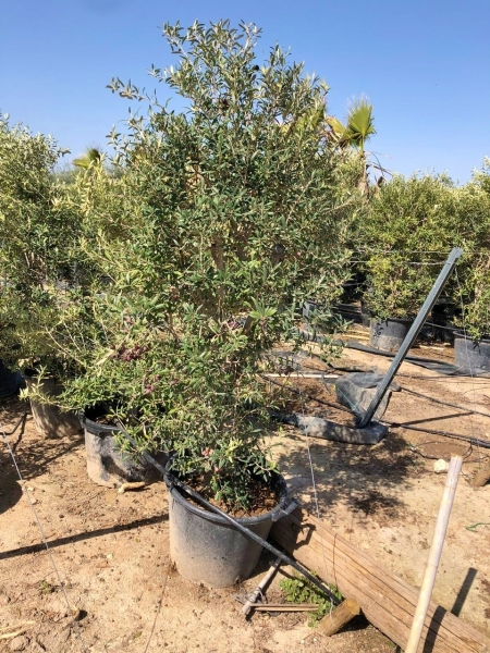 Olivenbaum (Hojiblanca) Busch frosthart XL