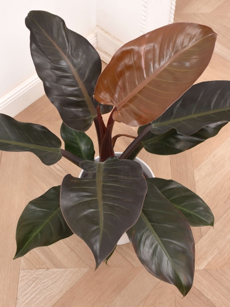 Philodendron Imperal Red