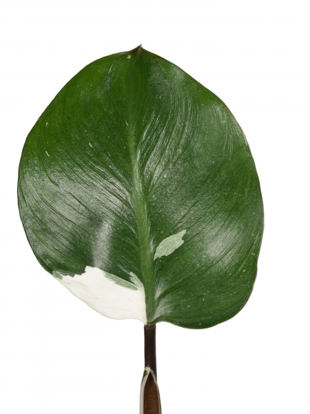 Steckling Philodendron White Knight