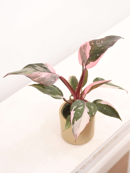 Mini Philodendron pink princess Marble