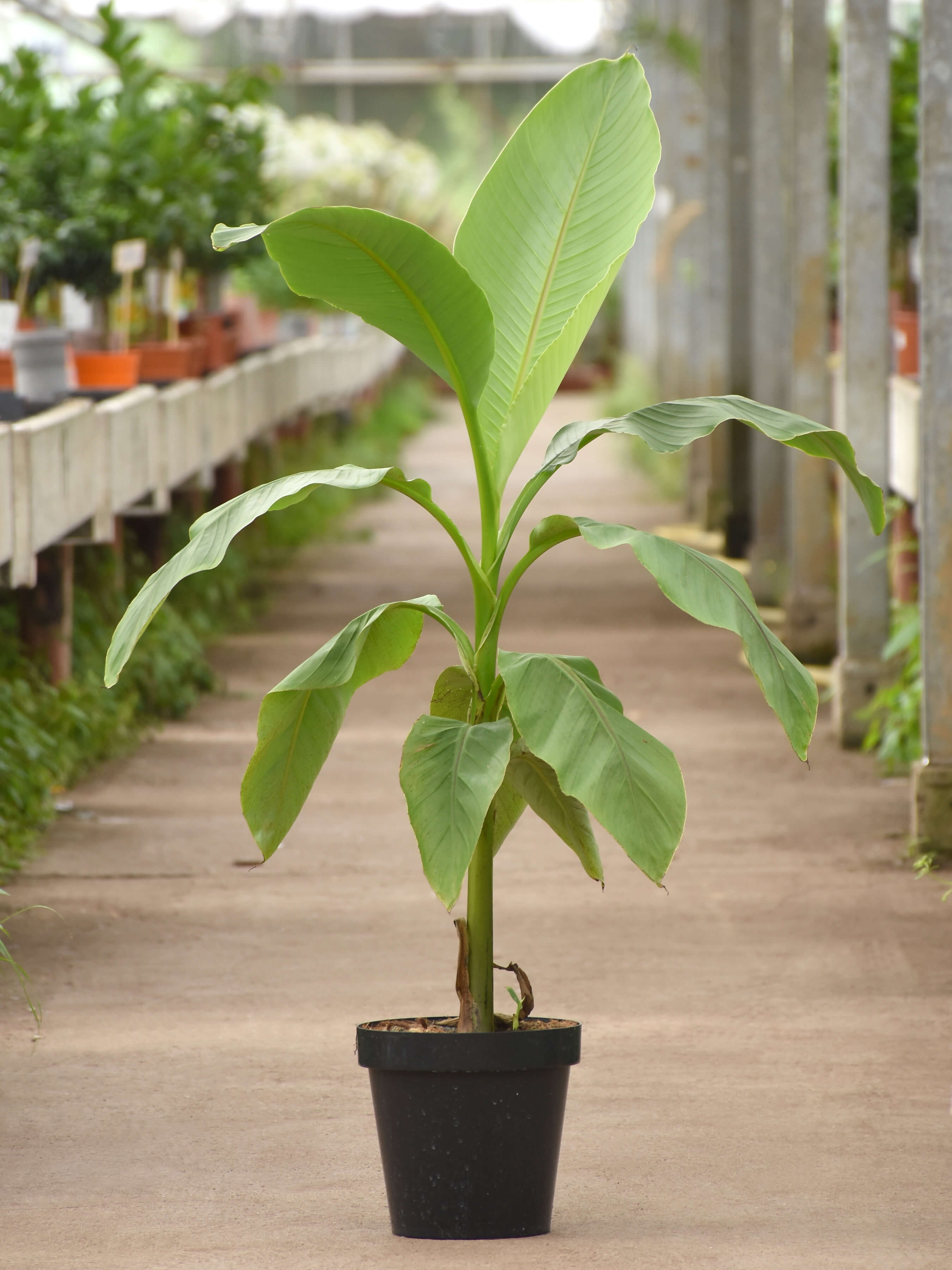 Musa Nagensium essbare Banane Palme Gehölz für den Garten mediterran winterhart 