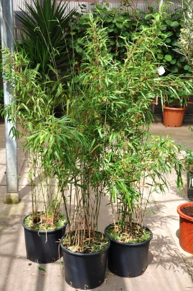 Bambus (Heckenbambus Rufa) 15 Liter