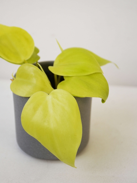 Mini Philodendron scandens Lemon Lime