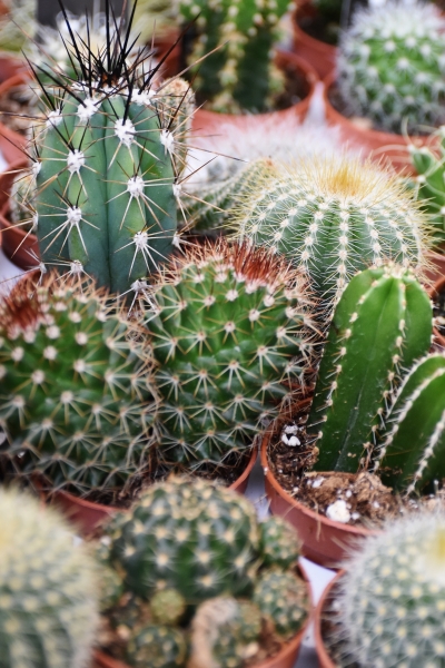 Kaktus-Mix (5 Pflanzen)