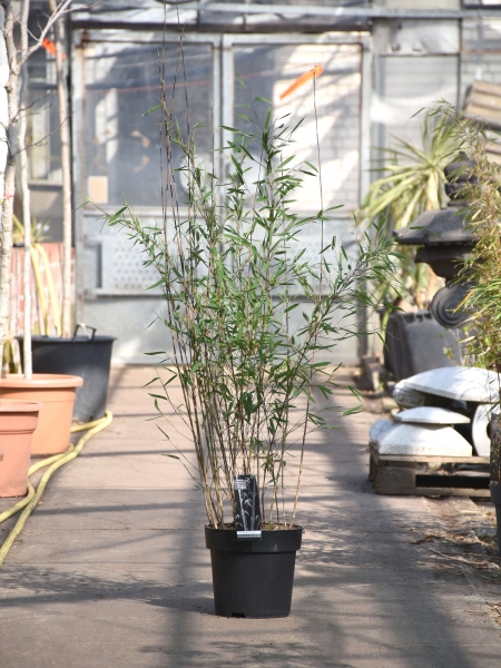 Bambus (Fargesia Black Pearl) 7 Liter