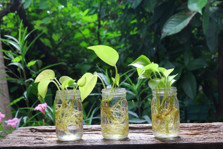 shutterstock_673357261_Golden-pothos-in-glass-container_small_750