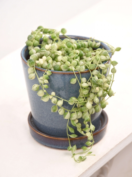 Erbsenpflanze (Perlenschnur) variegata