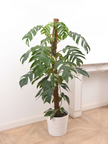 Epipremnum pinnatum variegata (Moosstab) - Restposten