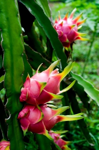 Drachenfrucht (Pitaya)