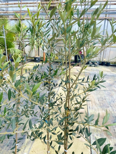 Olivenbaum (Leccino) bis -20°C frostverträglich aus Italien