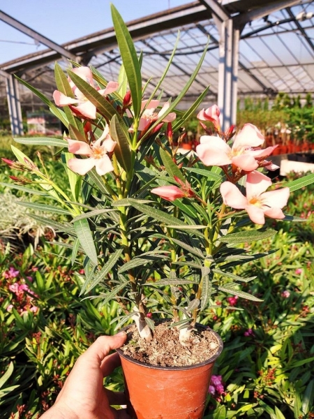 Oleander (lachsfarbig)