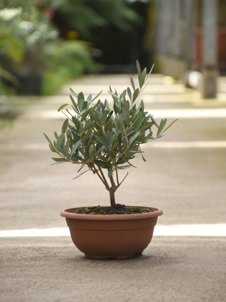 Olivenbaum (veredelt) in Schale