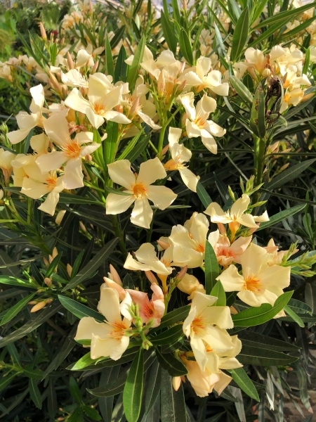 Oleander (gelb)