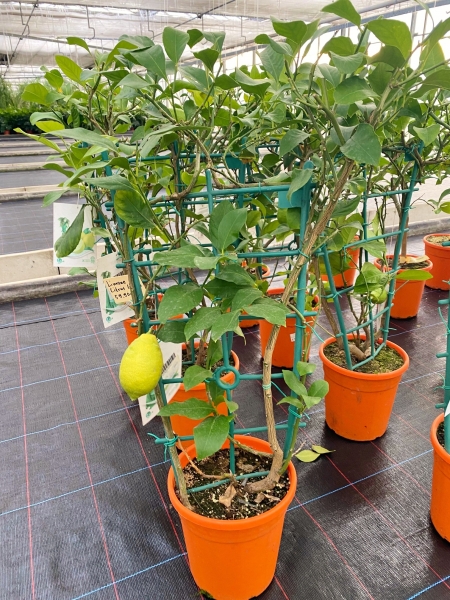 Zitronenbaum aus Italien - Restposten Spalier