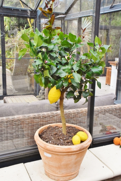 Echter Zitronenbaum aus Italien