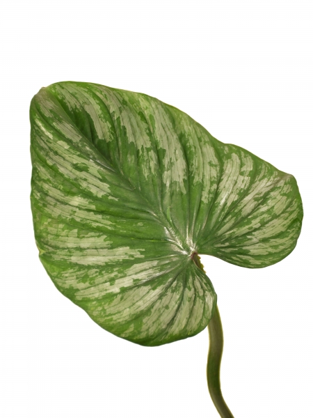 Steckling Philodendron Mamei