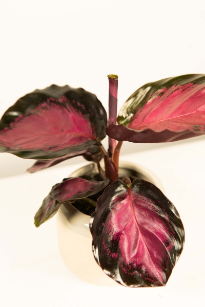 Mini Calathea roseoptica &#039;Rosy&#039;