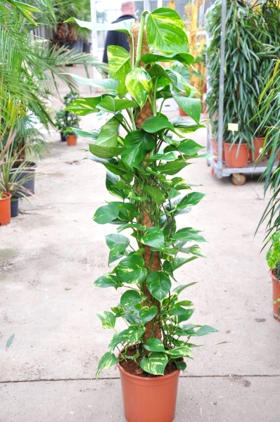 Efeutute am Moosstab (Scindapsus Aureum ) 120 cm