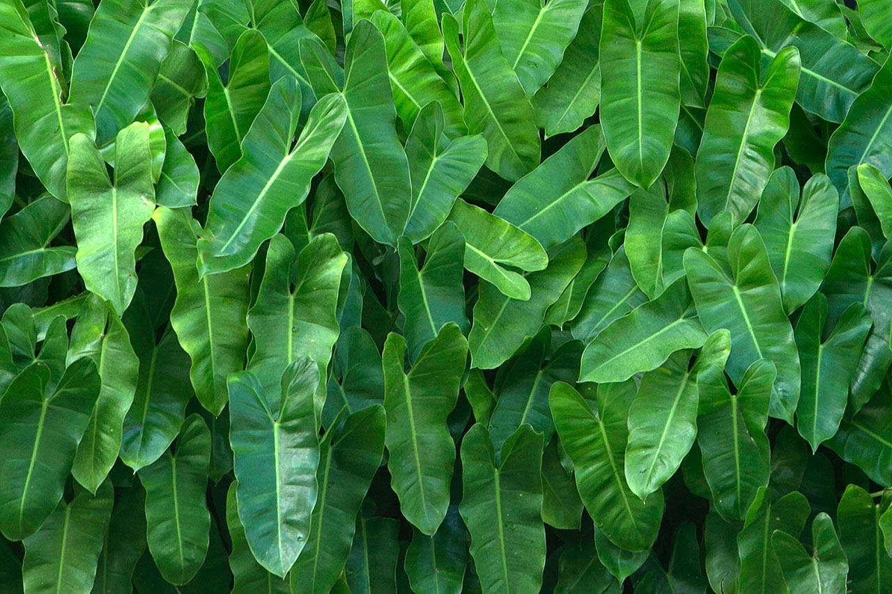 Philodendron_Header