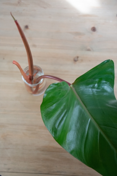 Steckling Philodendron red emerald