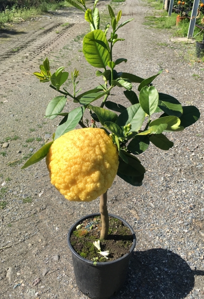 Pampelmuse (Riesen-Zitrone)