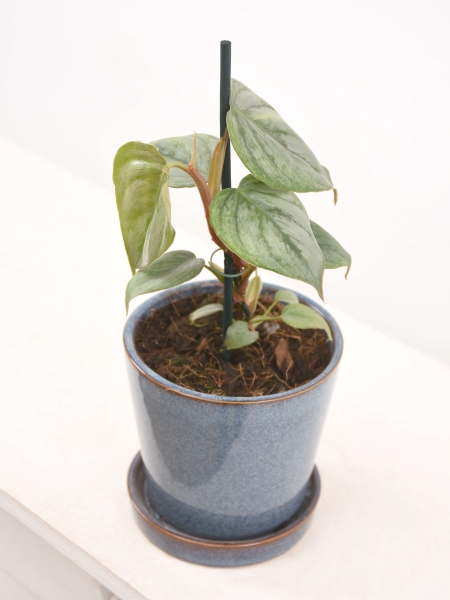 Mini Philodendron Sodiroi