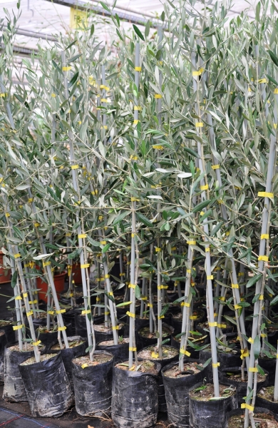 Olivenbaum (Frantoio) bis -20°C frostverträglich
