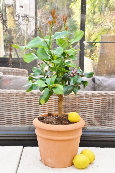 Zitronenbaum aus Italien