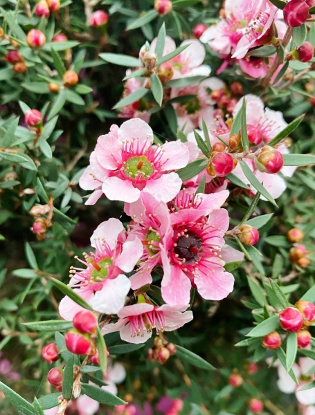 Südseemyrte (Manuka, Leptospermum) Rosa