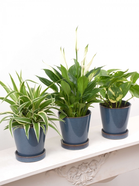 Badezimmer Set (3 Pflanzen): Grünlilie, Friedenslilie u. Efeutute