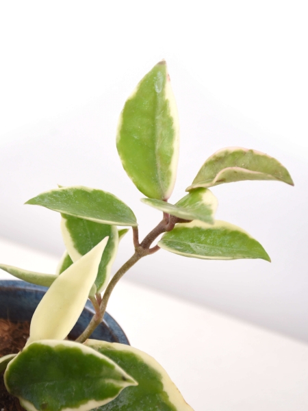 Hoya carnosa albo variegata