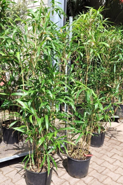 Bambus (Metake) 10 Liter