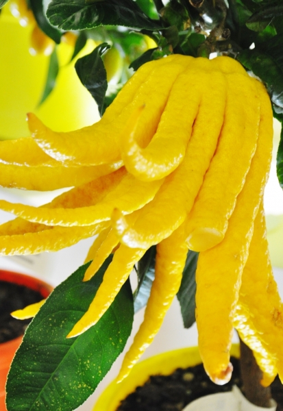 Zitronenbaum (Buddhas Hand) aus Italien