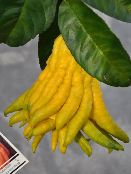 Zitronenbaum (Buddhas Hand) aus Spanien