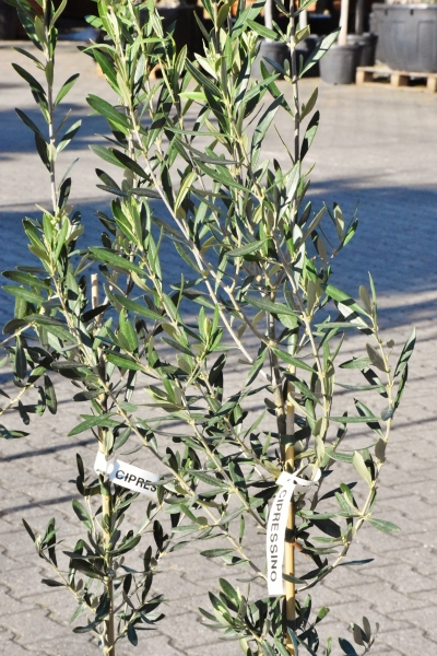 Olivenbaum (Cipressino ) bis -16°C frostverträglich