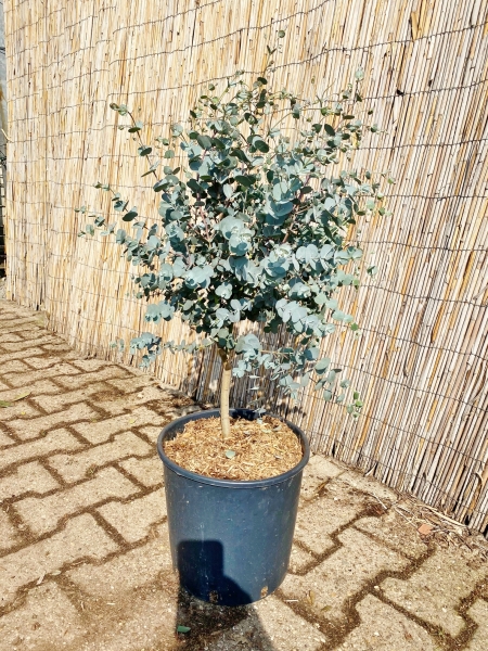 Eucalyptus (Blaugummibaum) Azura Stamm