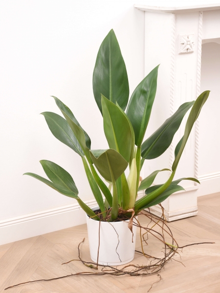 Philodendron Fatboy